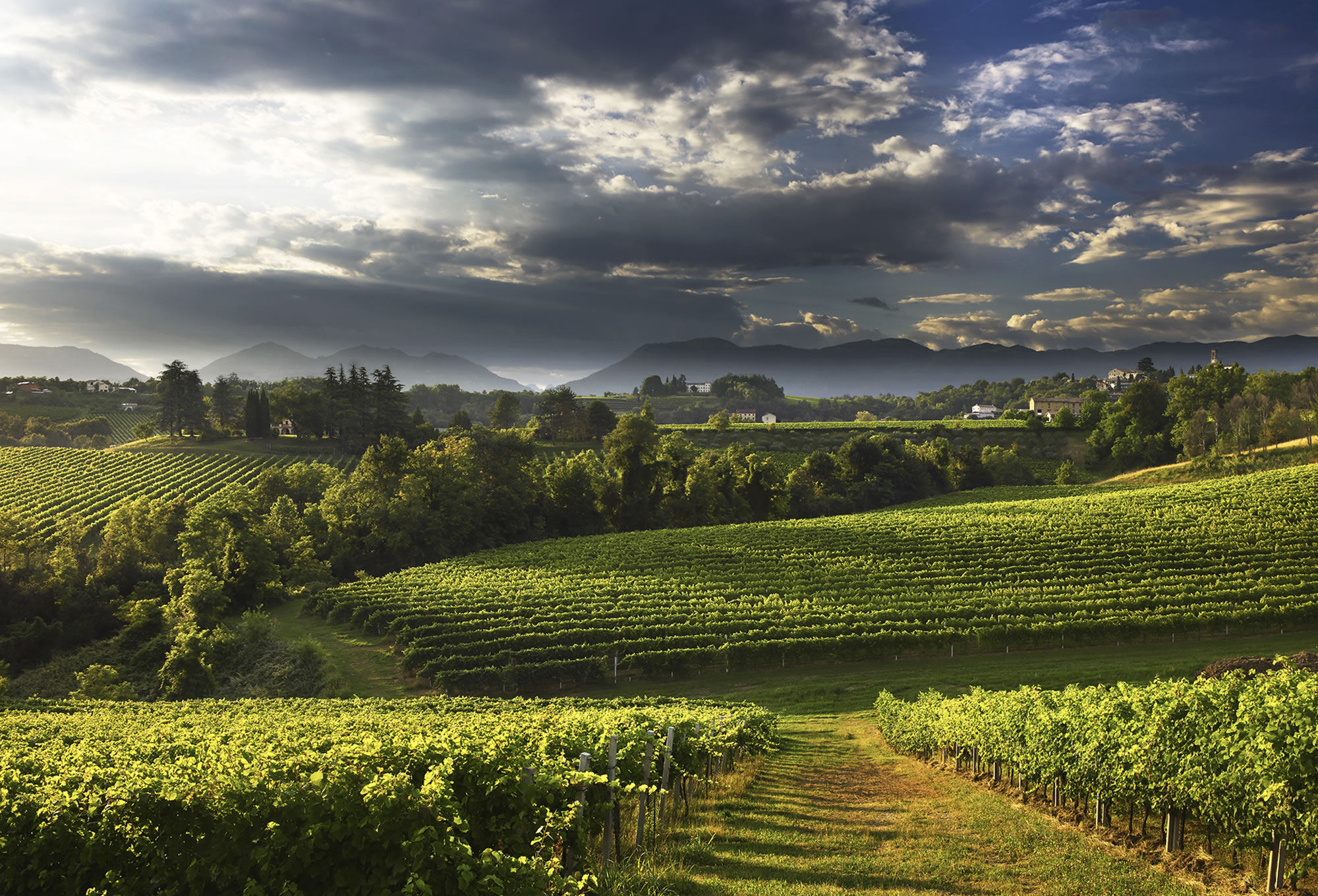 Ogliano Colline - Le Rughe